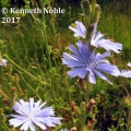 chicory (Cichorium intybus) Kenneth Noble